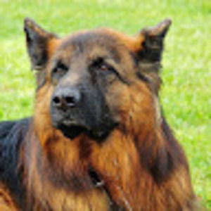 Meet your Posher, Ying